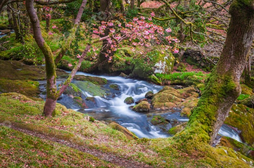 Preview: River in the foothills of Cnicht, Croesor Valley, Snowdonia National Park, North Wales