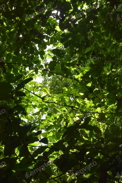 Preview: looking up into the rainforest canopy of green trees