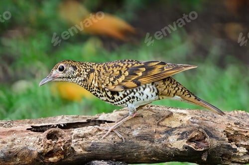 Preview: White Thrush