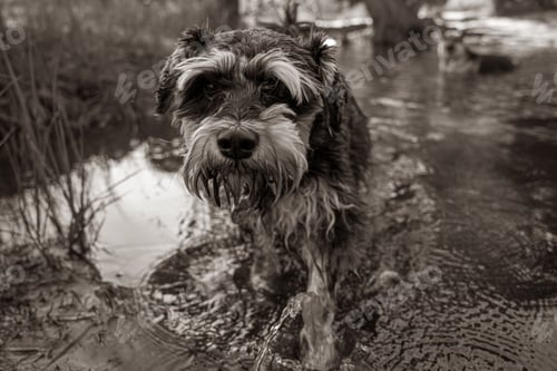 Preview: Wet Scottish Terrier in water black and white