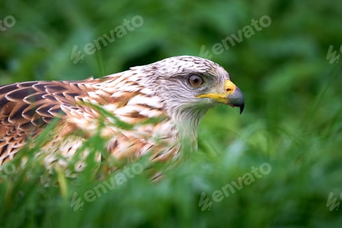 Preview: Red kite (Milvus milvus)