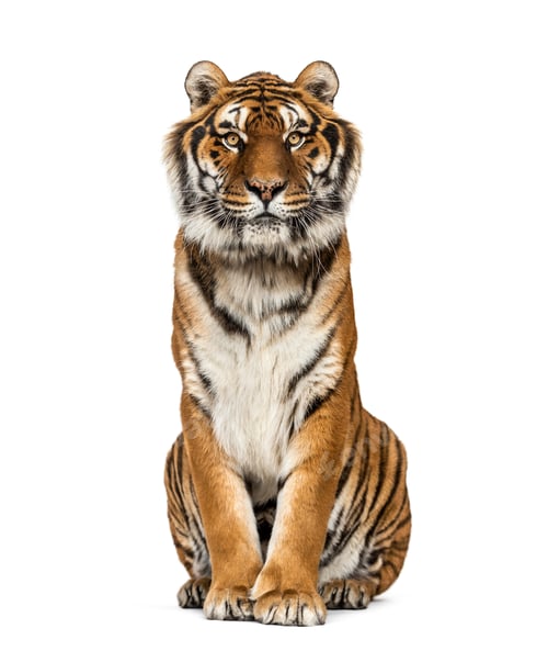 Preview: Tiger isolated