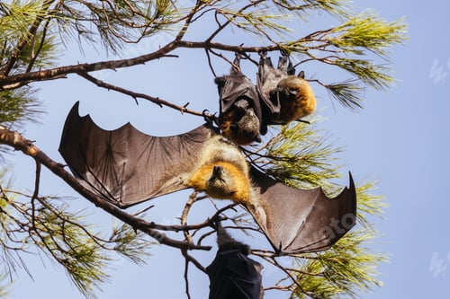 Preview: Flying Fox in Australia