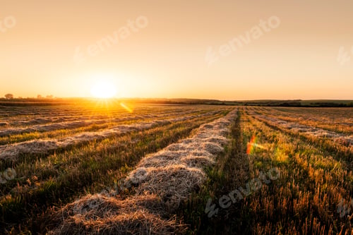 Preview: Sunset on wheat field with corn straw