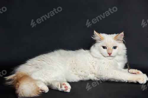 Preview: white kitten with blue eyes sits on a dark background