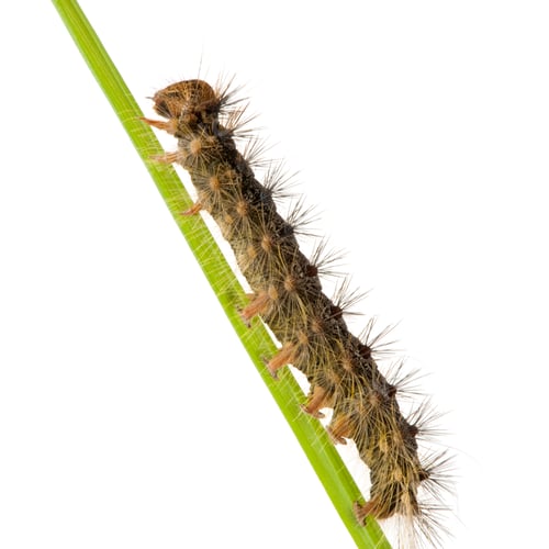 Preview: Gypsy moth caterpillar - Lymantria dispar