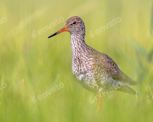 Preview: Common Redshank in Wetland on migration route