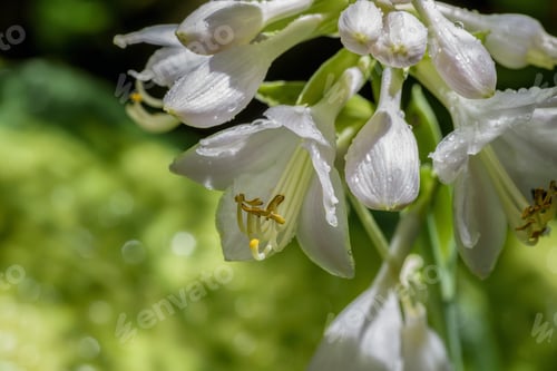 Preview: Hosta flowers with raindrops