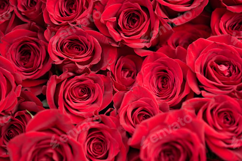 Preview: A bouquet of bright red roses with images of marriage and love