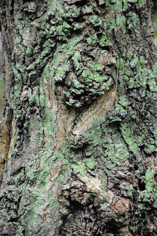 Preview: gnarly and moss or lichen covered tree bark