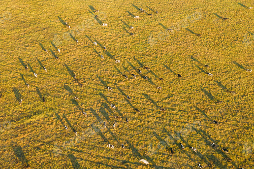 Preview: Aerial View Of Cattle Of Cows Grazing In Meadows Pasture. Summer Green Pasture Landscape. Top View