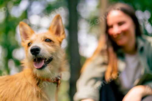 Preview: a young girl walking in the park with her dog, playing with a stick and teasing him with animal