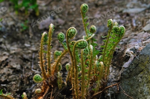 Preview: /Nominated/ Young shoots of ferns illuminated by sunlight