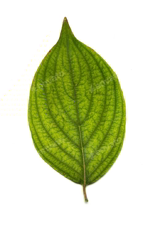 Preview: Collection of leaves isolated on a white background