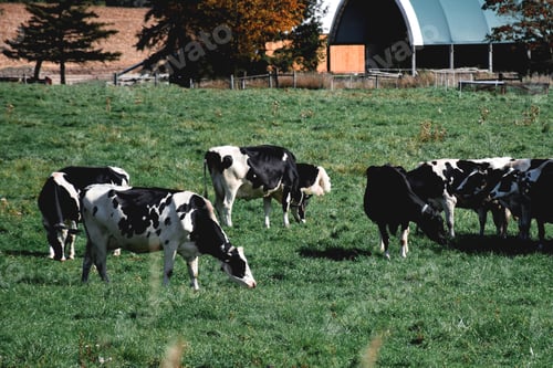 Preview: Black and white cows grazing on a pasture on a farm