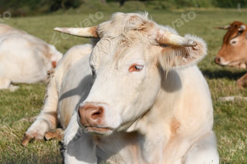 Preview: Alpine beige cow resting on the grass