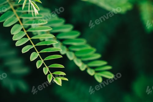 Preview: Green leaves of plants, close-up. Nature background