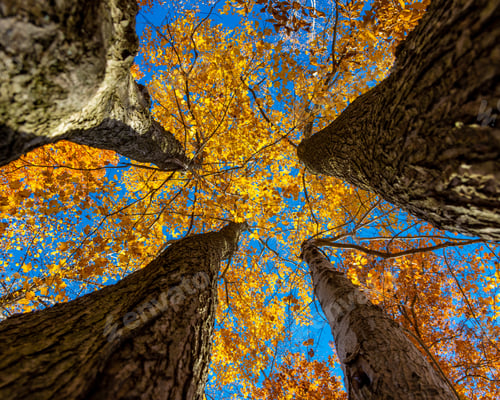 Preview: Low angle shot of the thick wooden stems of the four yellow-leaved trees during autumn
