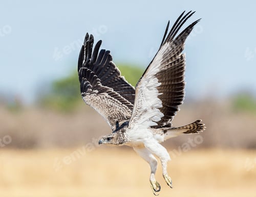 Preview: A Magical Zambia Wildlife place in World