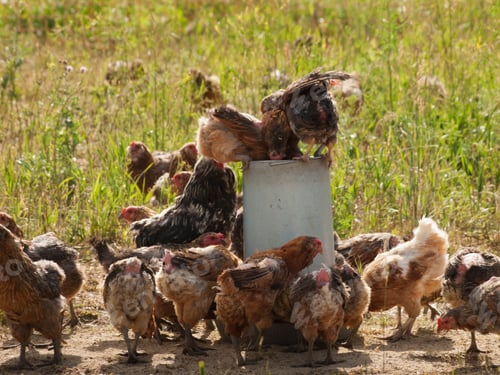 Preview: Chicken Farm
