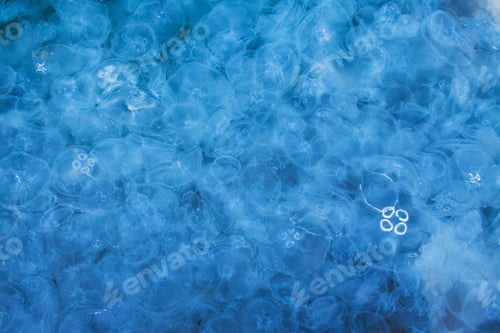Preview: a lot of jellyfish in the water. beautiful blue