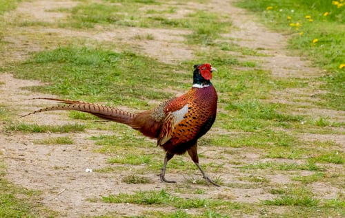 Preview: Male pheasant in its natural habitat