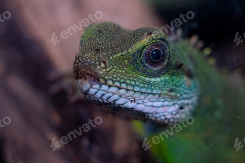 Preview: Chinese water dragon (Physignathus cocincinus) is a species of agamid lizard native to China