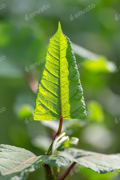 Preview: Closeup of the green lush leaf, natural background