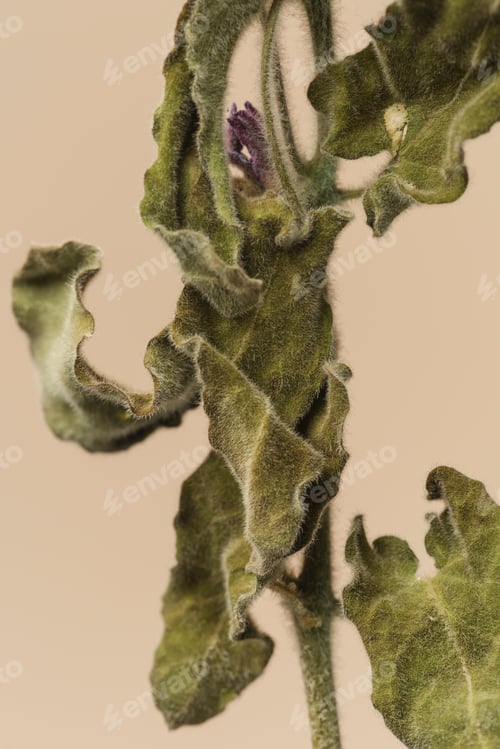 Preview: Dried tweedia oxypetalum flower on a beige background