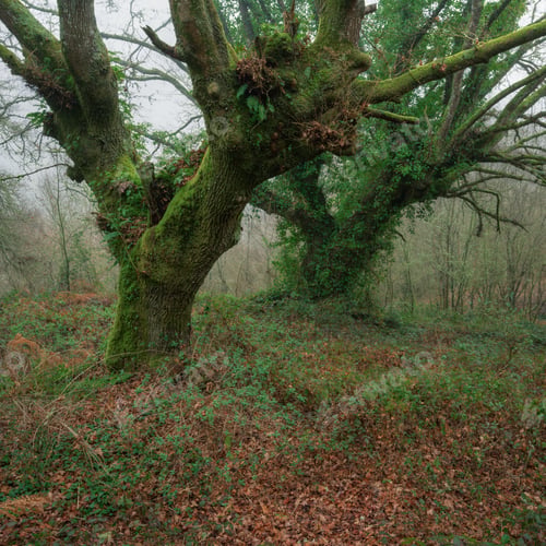Preview: Two old and very thick oak trees covered with moss and vines