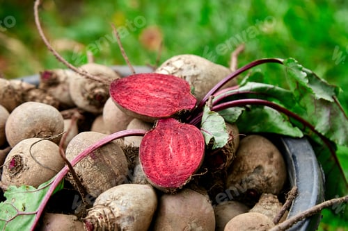 Preview: Fresh organic beetroot with green leaves in a basket.