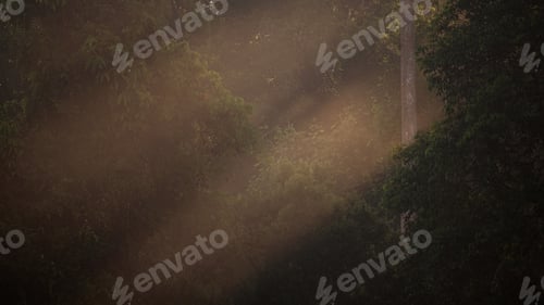 Preview: tropical forest morning scene, nature sunlight background