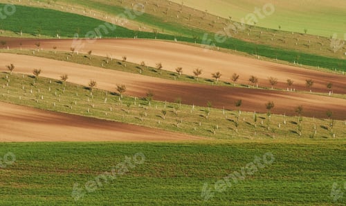 Preview: Beautiful nature. Line of fresh trees on the green agriciltural fields at daytime