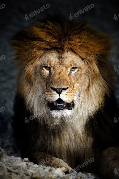 Preview: Close up big male lion portrait