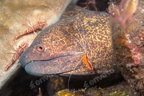 Preview: Java moray eel being cleaned by shrimp