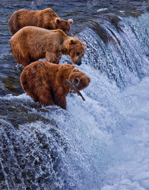 Preview: Grizly Bear at Alaska