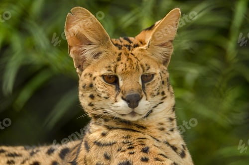 Preview: Serval