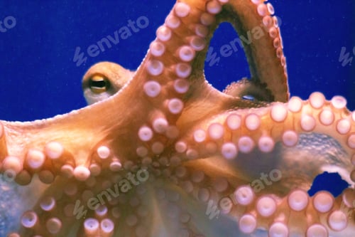 Preview: Octopus close up
