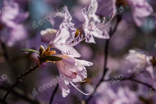 Preview: Macro of a branch of Ledum flower