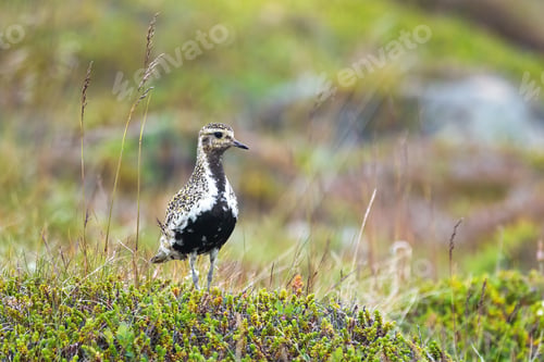 Preview: Little european golden plover standing on meadow in summer