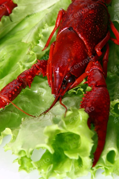 Preview: red and tasty crab on salad