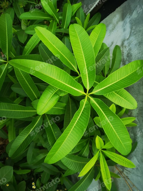 Preview: green leaves plant tree