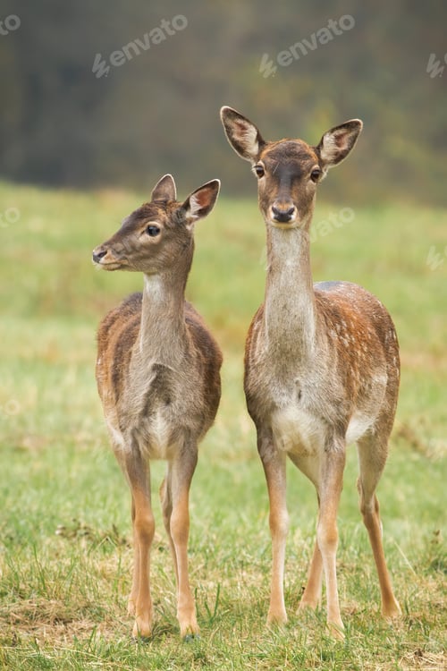 Preview: Two fallow deers standing on meadow in autumn nature