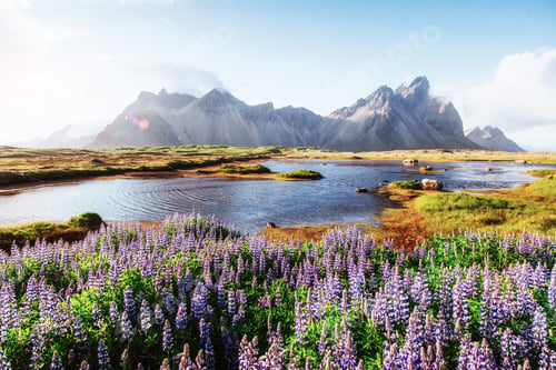 Preview: The picturesque landscapes of forests and mountains of Iceland. Wild blue lupine blooming in in