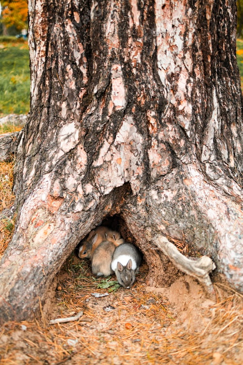 Preview: Cute baby rabbits hide in nest in the forest in autumn. Little cute rabbit hiding inside the hollow