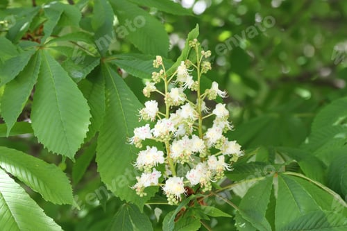 Preview: Chestnut branch with beautiful blossom outdoors, closeup