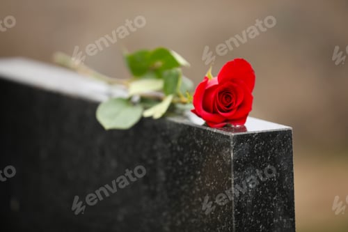 Preview: Red rose on black granite tombstone outdoors. Funeral ceremony