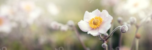 Preview: Beautiful pink flower anemones robustissima fresh spring morning on nature background