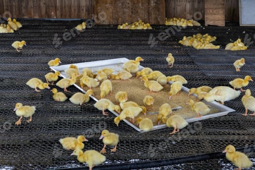 Preview: Little baby yellow duck in farm