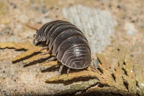 Preview: Closeup shot of a woodlouse on the ground
